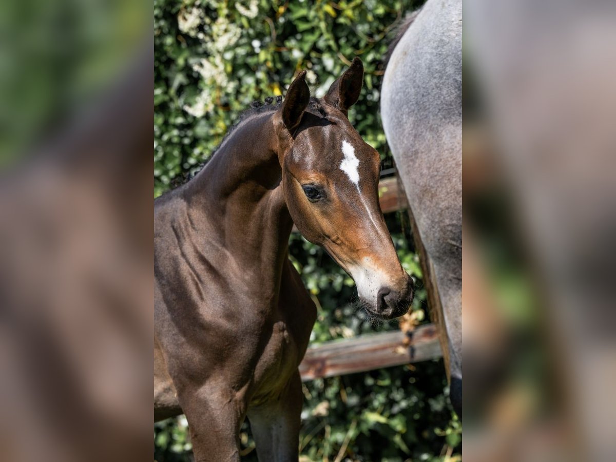 Zangersheider Stallion  in Heerde
