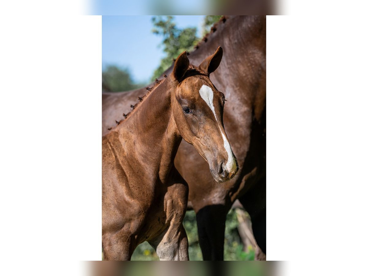 Zangersheider Stallion  in Heerde