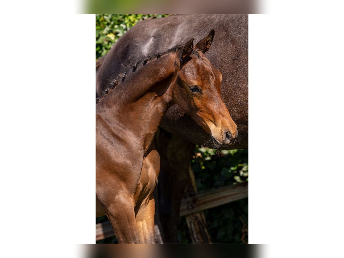 Zangersheider Stallion Foal (04/2025) in Heerde
