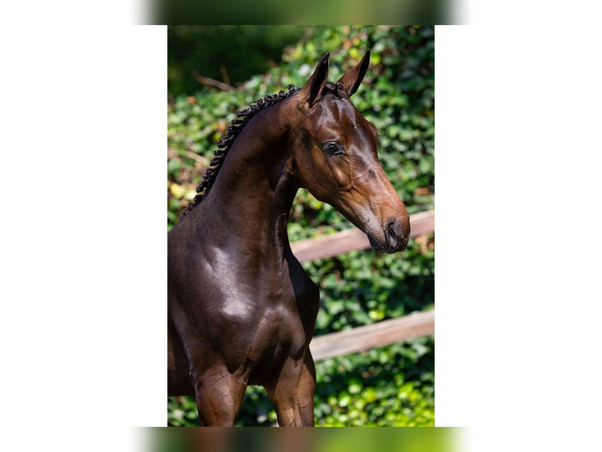 Zangersheider Stallion Foal (03/2025) in Heerde