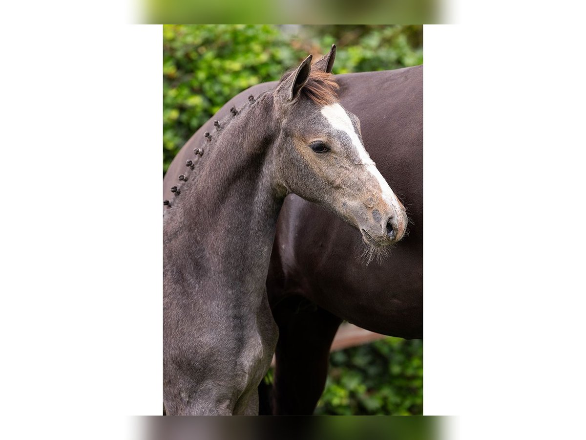 Zangersheider Stallion Foal (04/2025) in Heerde
