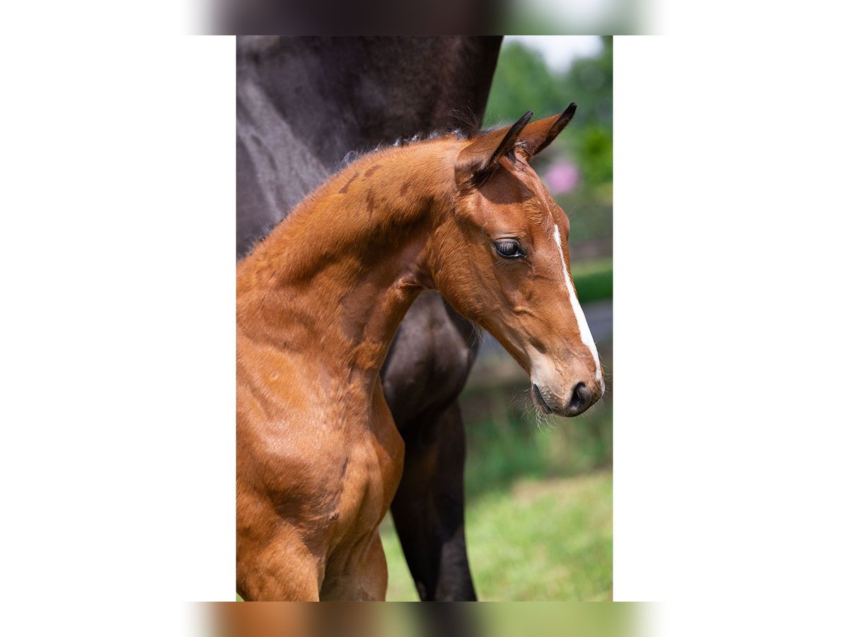 Zangersheider Stallion Foal (05/2025) in Heerde