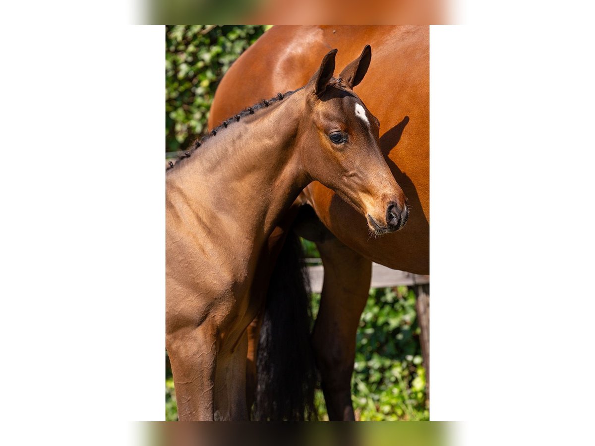 Zangersheider Stallion Foal (05/2025) in Heerde