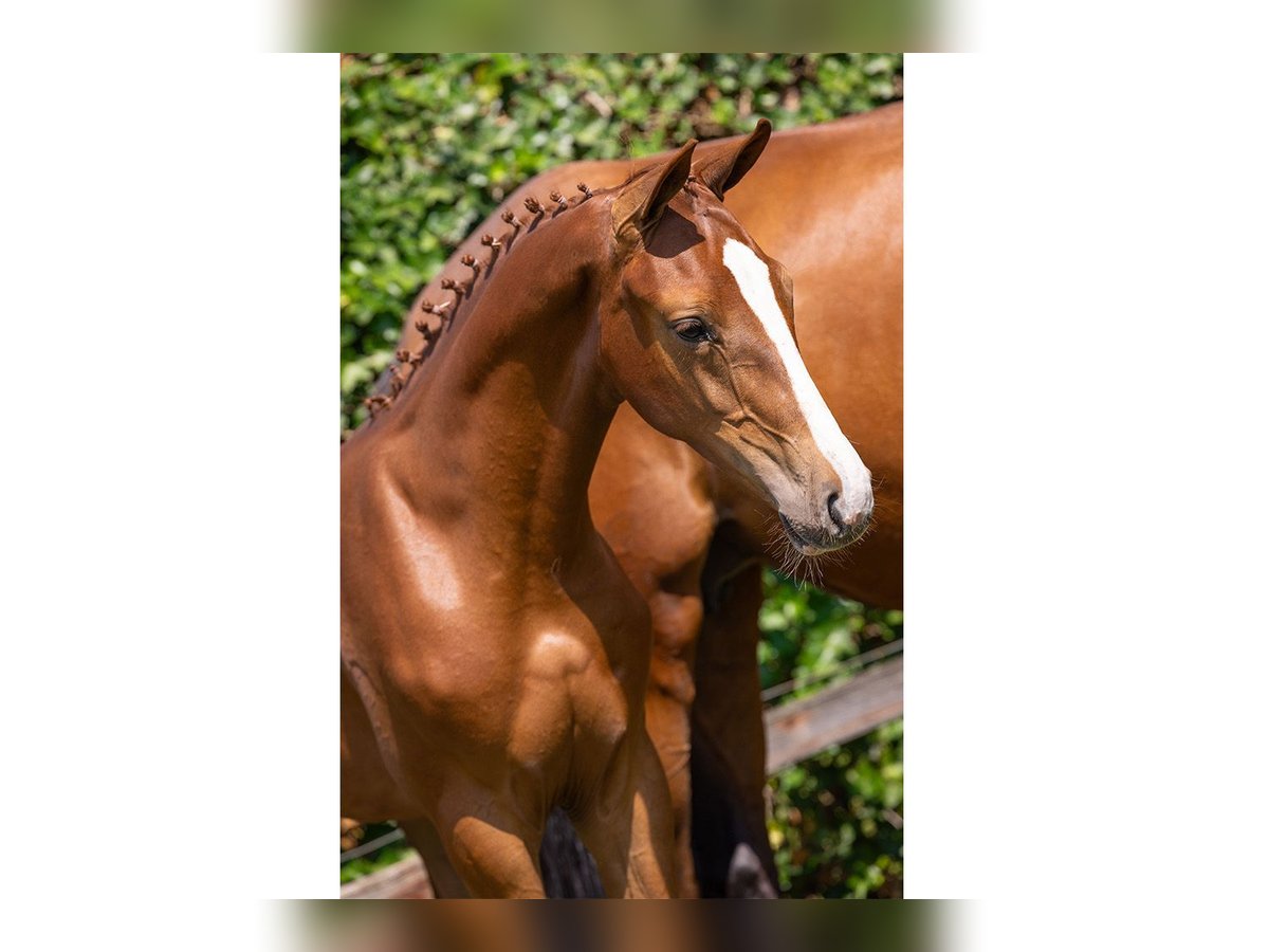 Zangersheider Stallion Foal (03/2025) in Heerde
