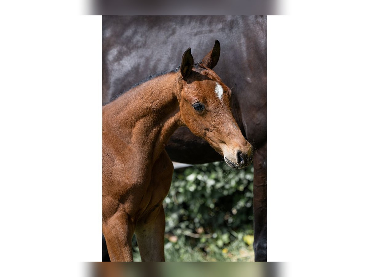 Zangersheider Stallion  in Heerde