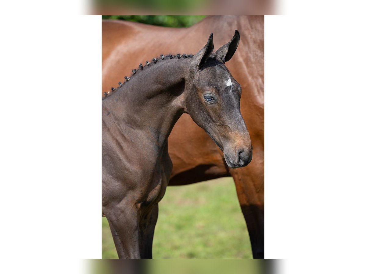 Zangersheider Stallion Foal (07/2025) in Heerde