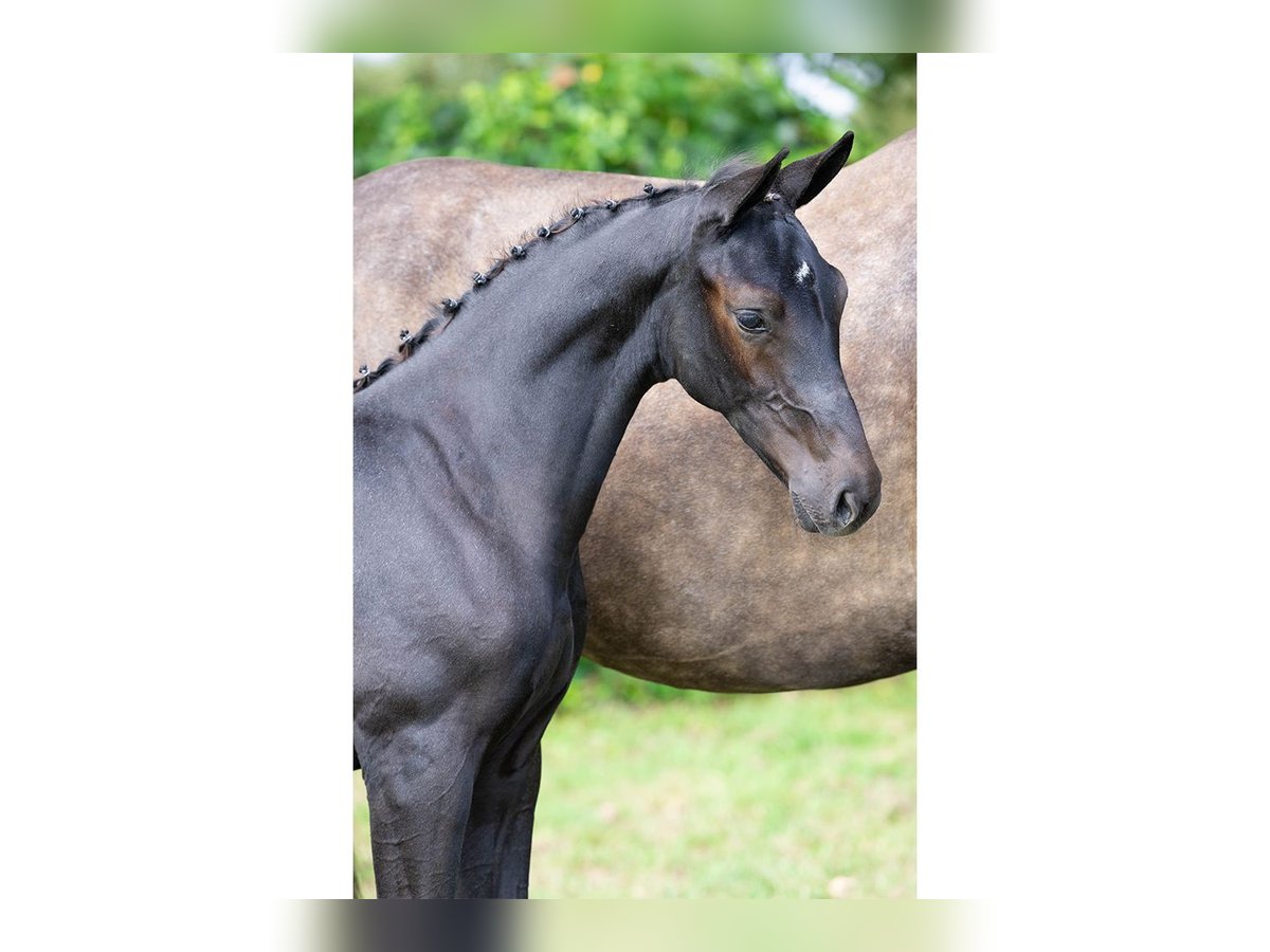 Zangersheider Stallion Foal (05/2025) in Heerde