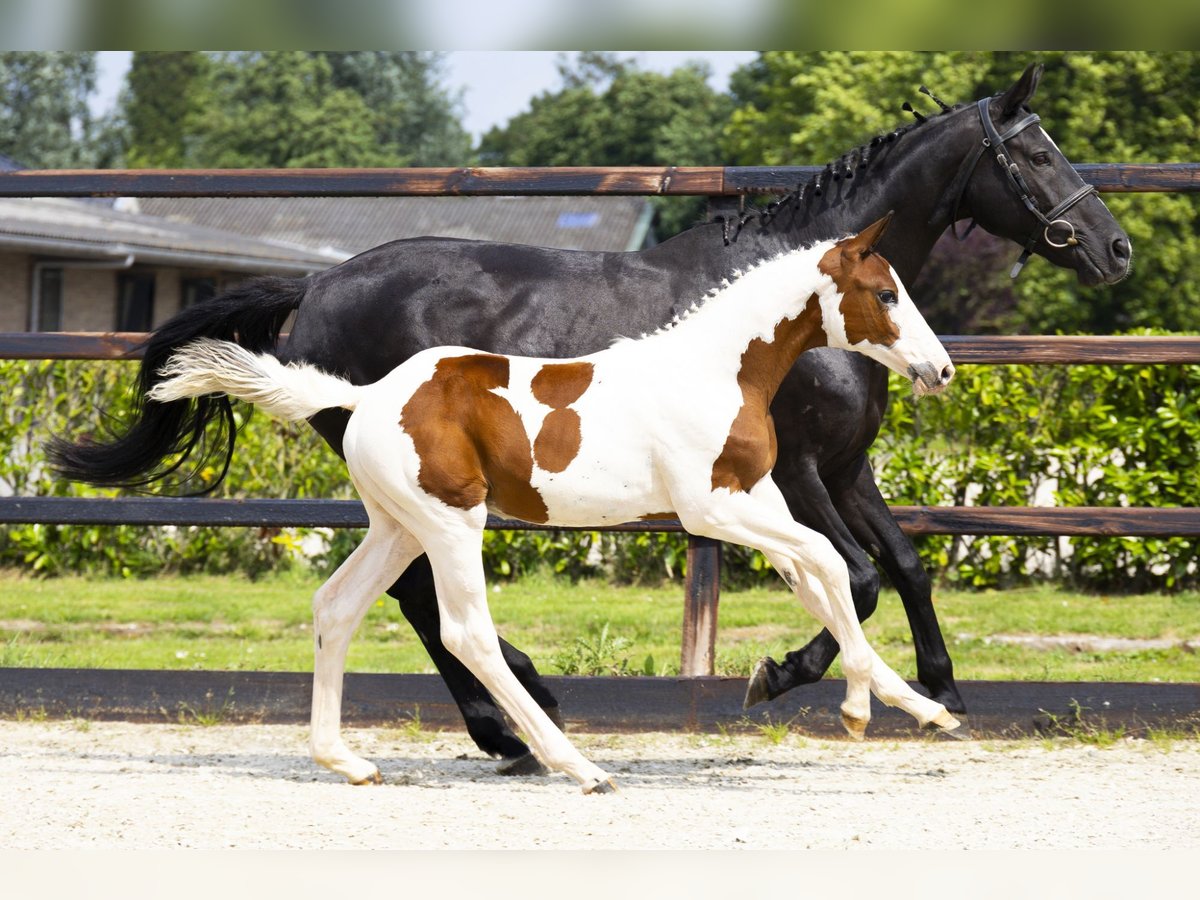 Zangersheider Stallion Foal (04/2025) in Waddinxveen