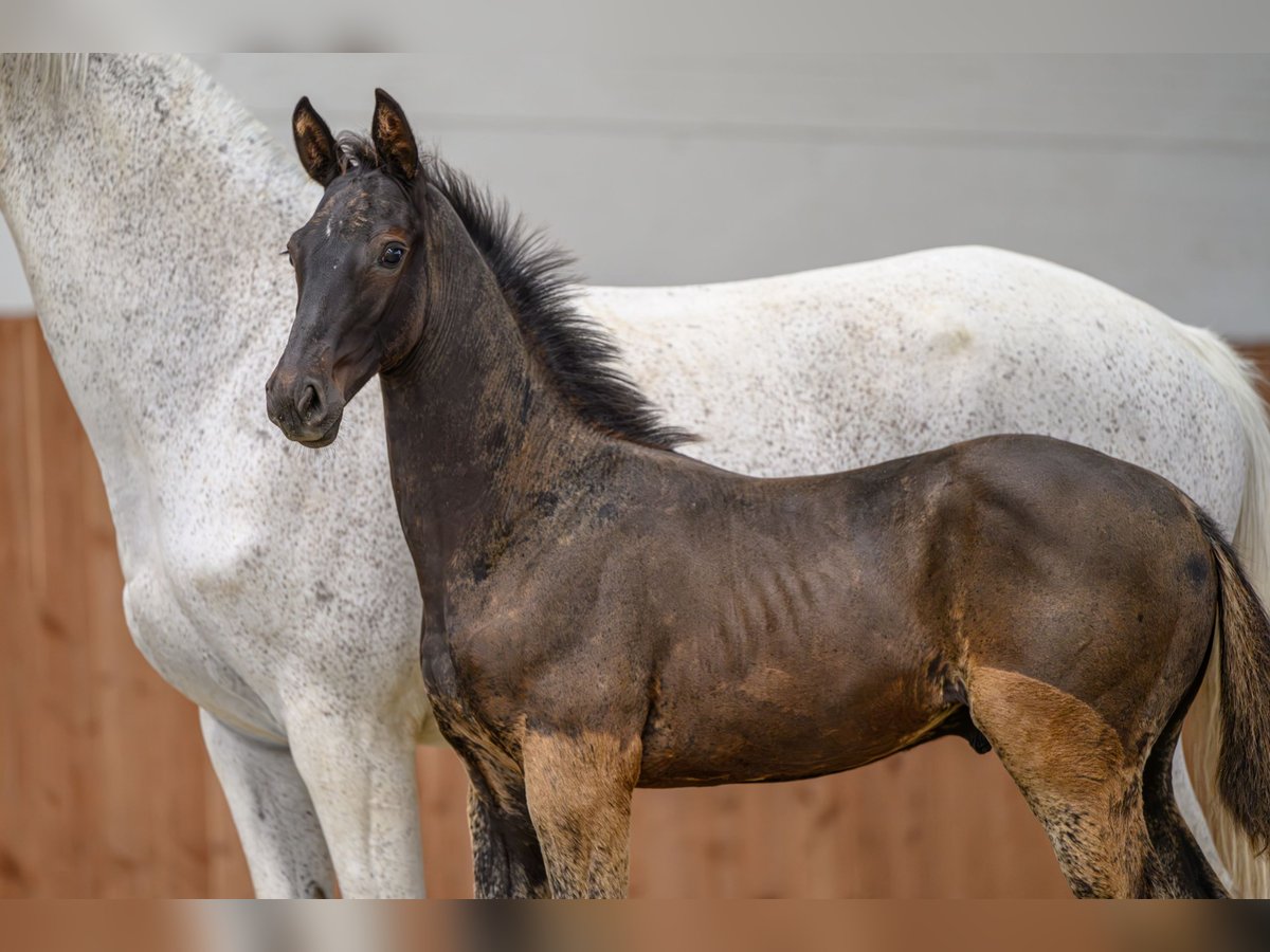 Zangersheider Stallion Foal (04/2025) Smoky-Black in Kedichem