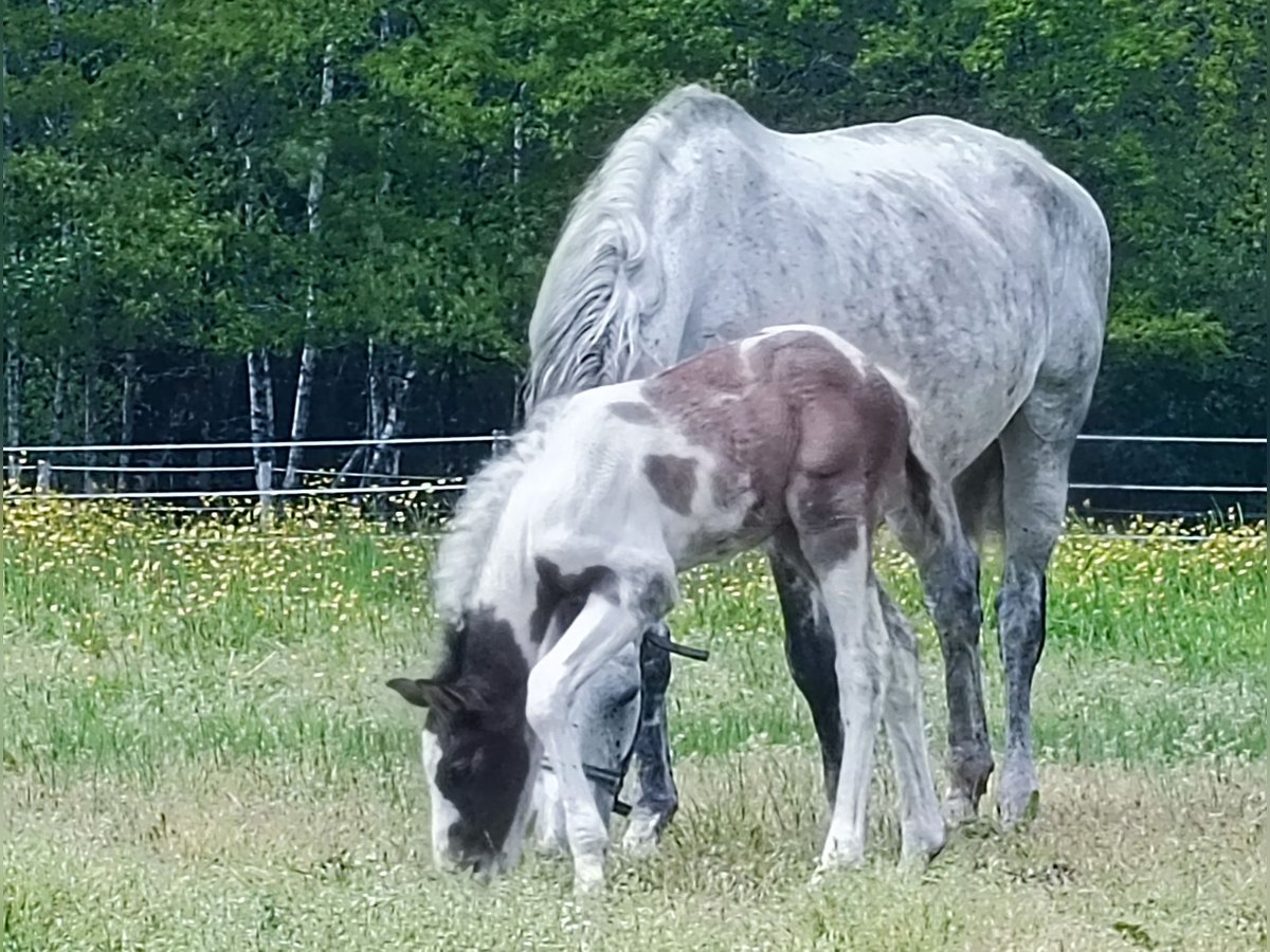 Zangersheider Stallion Foal (04/2024) Tobiano-all-colors in Ambazac