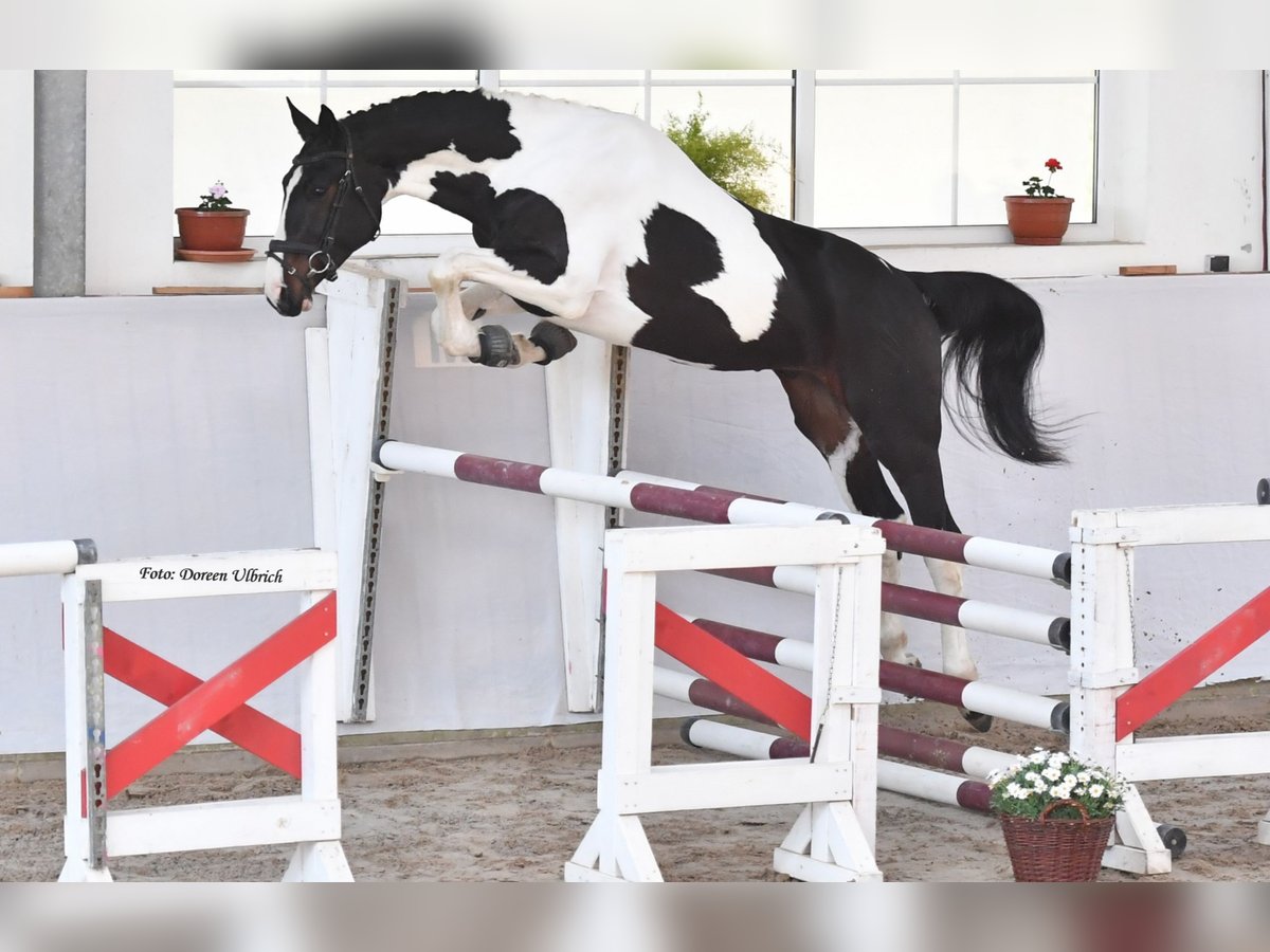 Zangersheider Stallion Tobiano-all-colors in Schaafheim