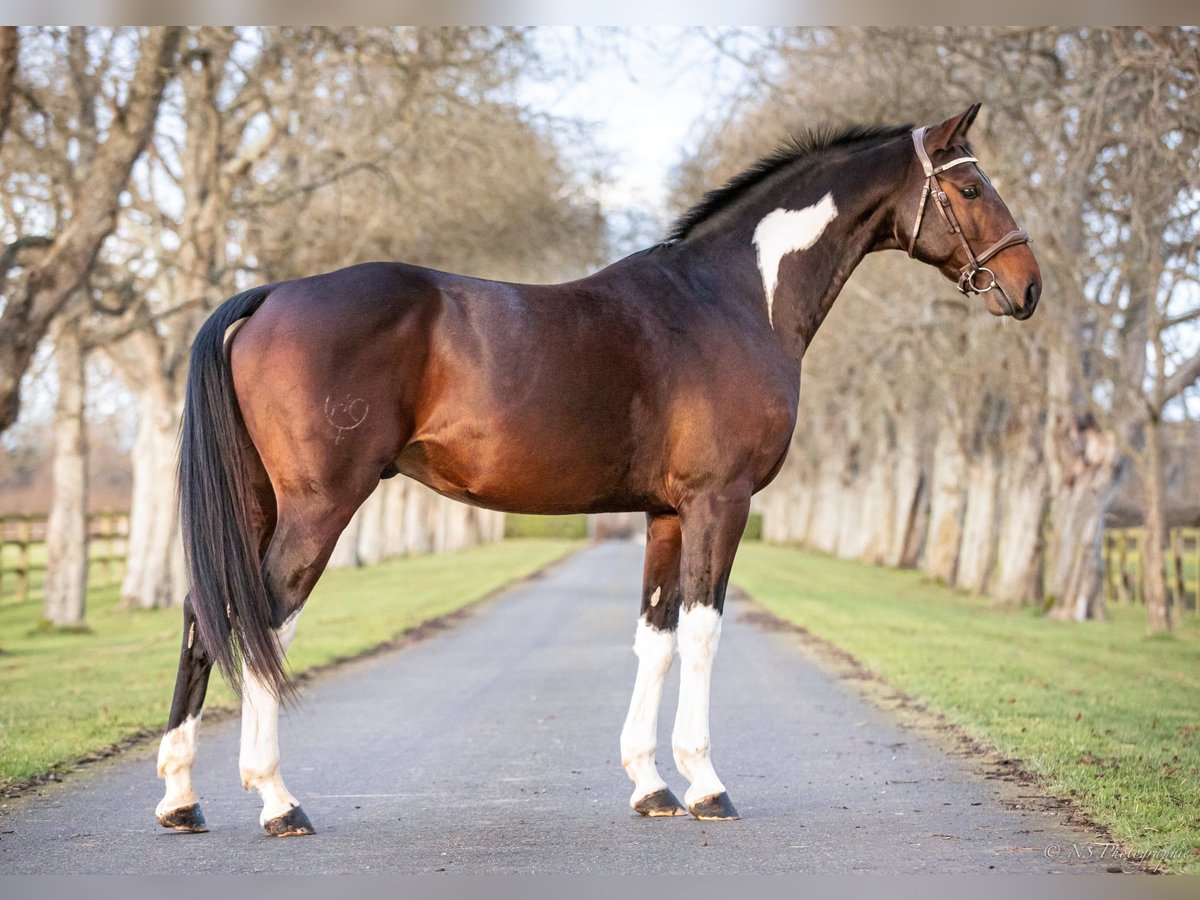 Zangersheider Stallion Tobiano-all-colors in Lagoa