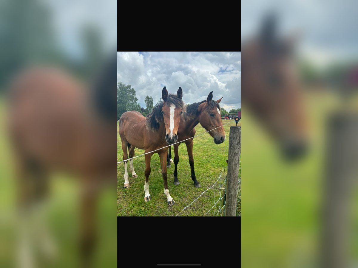 Zangersheider Sto 1 år 155 cm Brun in GROTE-BROGEL