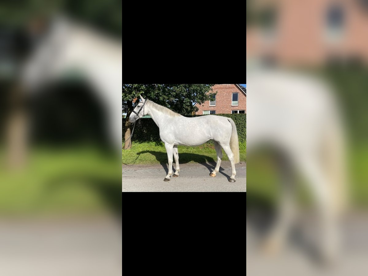 Zangersheider Sto 7 år 173 cm Grå in Immenstedt