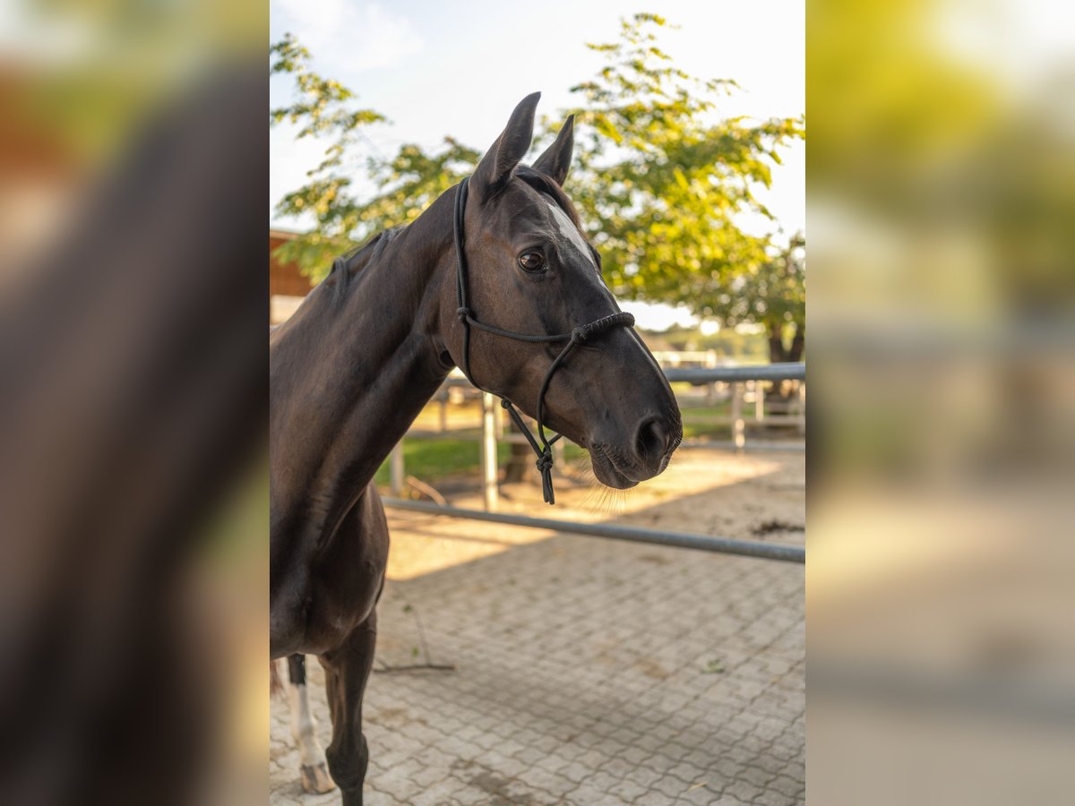 Zangersheider Stute 10 Jahre 163 cm Rappe in Henggart