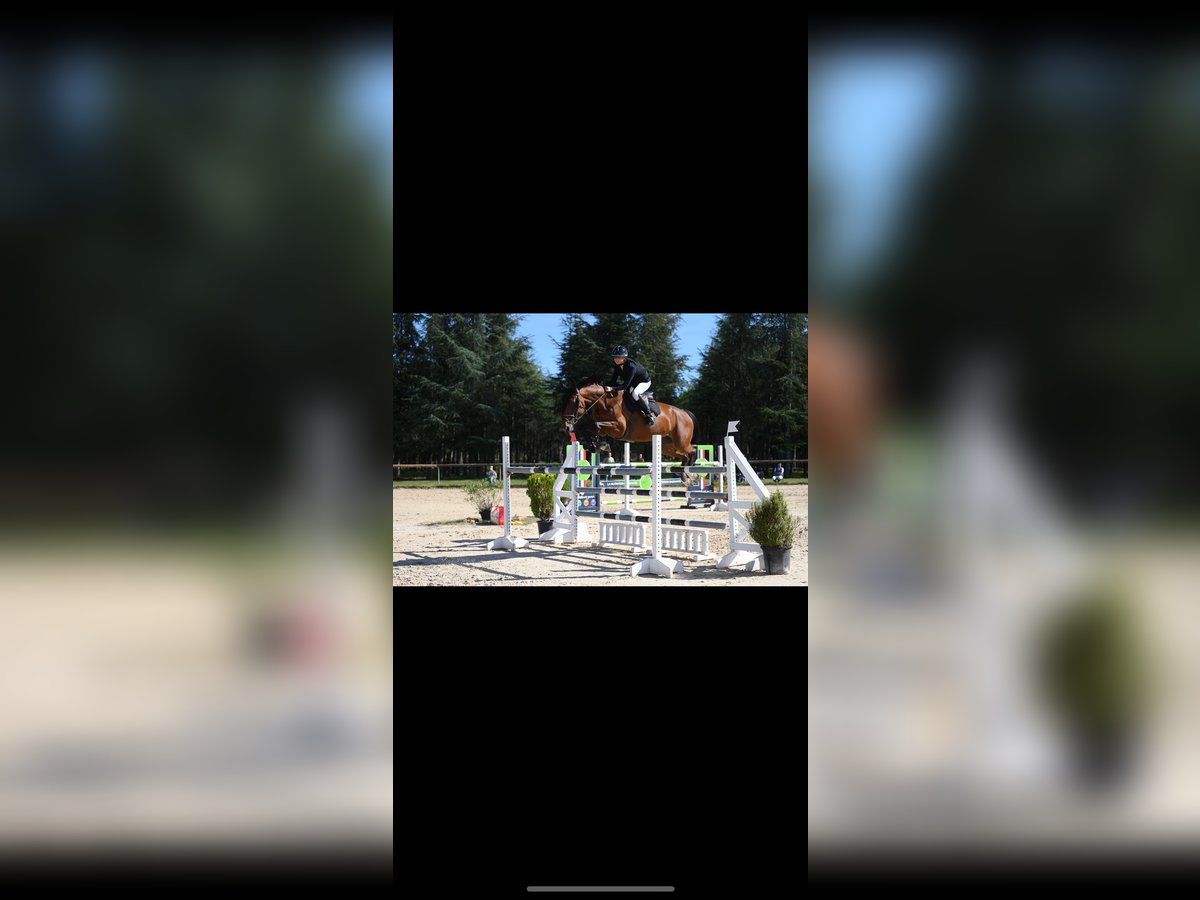 Zangersheider Stute 10 Jahre 168 cm Brauner in Entraigues-sur-la-Sorgue