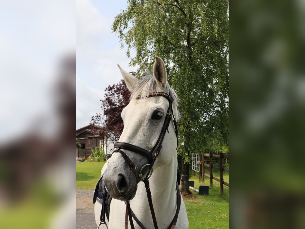 Zangersheider Stute 10 Jahre 172 cm Apfelschimmel in Ennepetal