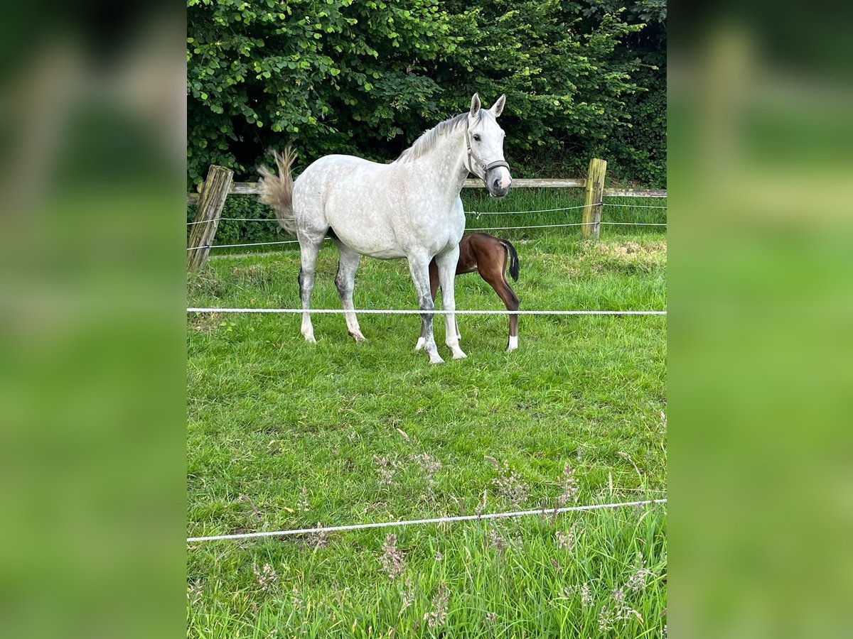 Zangersheider Stute 11 Jahre 168 cm Apfelschimmel in Essen