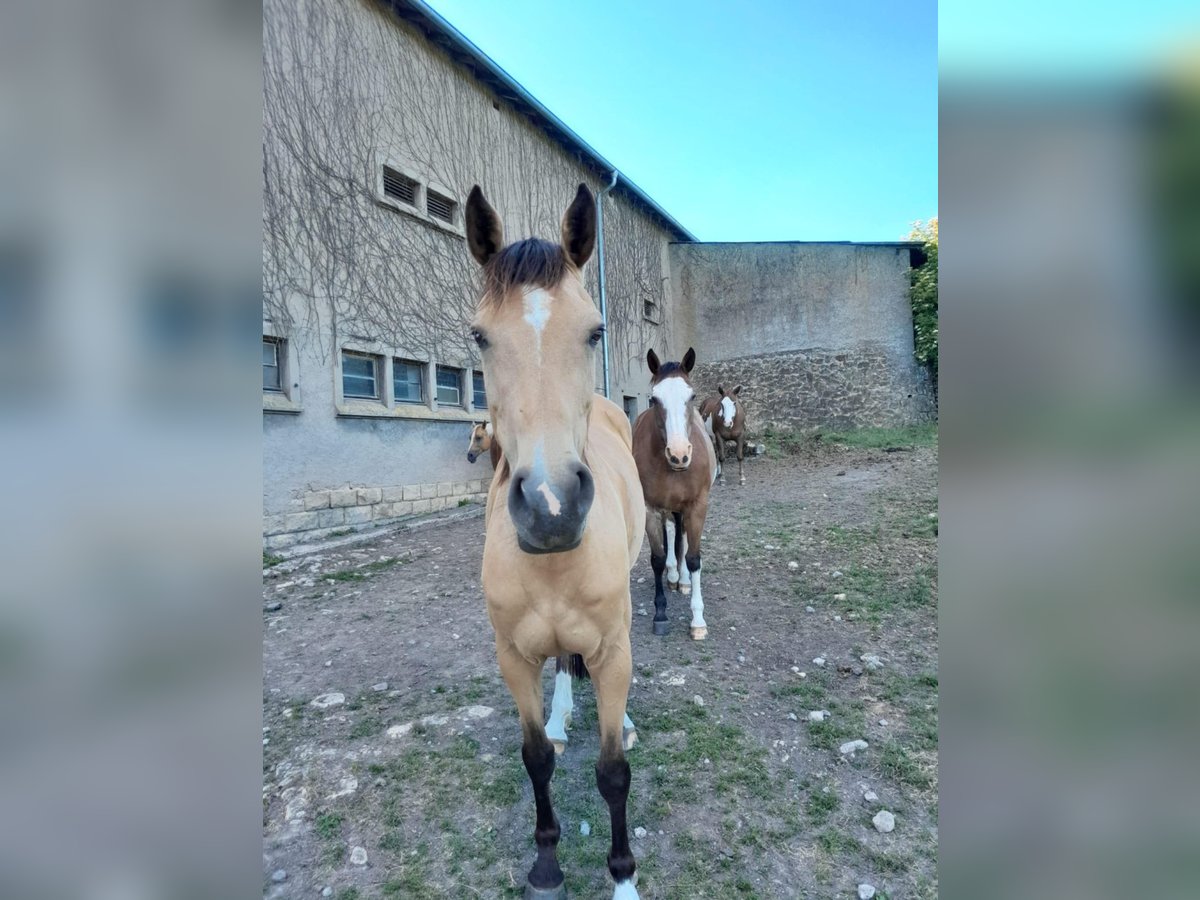 Zangersheider Stute 12 Jahre 162 cm Buckskin in Saint-Fran&#xE7;ois-Lacroix