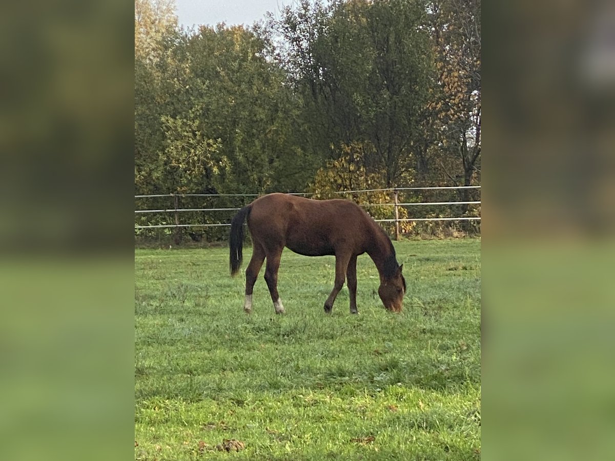 Zangersheider Stute 1 Jahr 170 cm Brauner in Olmen