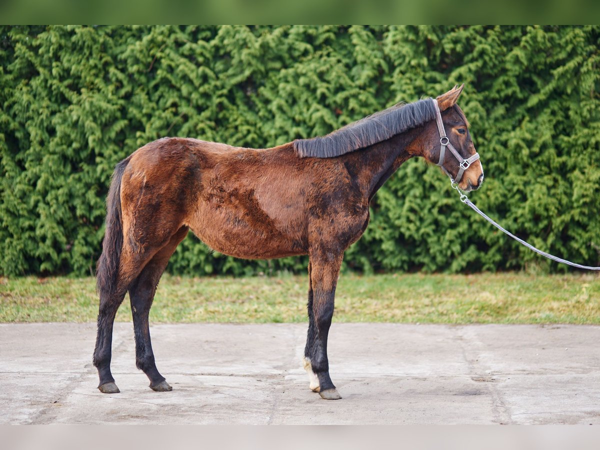 Zangersheider Stute 1 Jahr 170 cm Brauner in Złotów