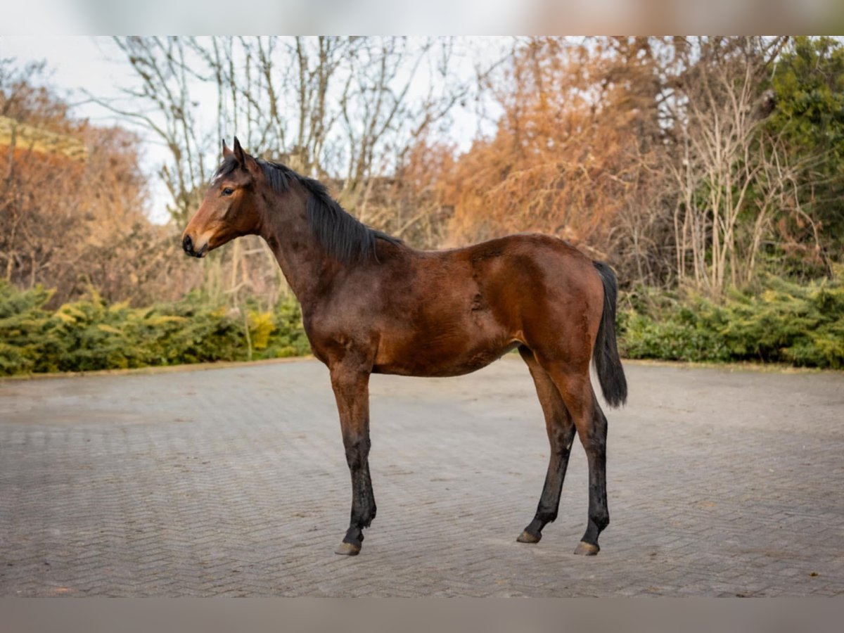 Zangersheider Stute 1 Jahr 170 cm Brauner in Włocławek
