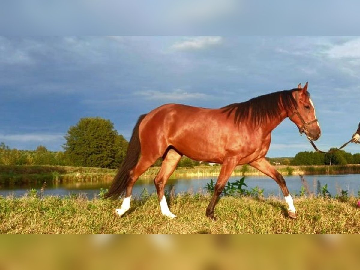 Zangersheider Stute 2 Jahre 157 cm Rotbrauner in Nowe Smarchowice