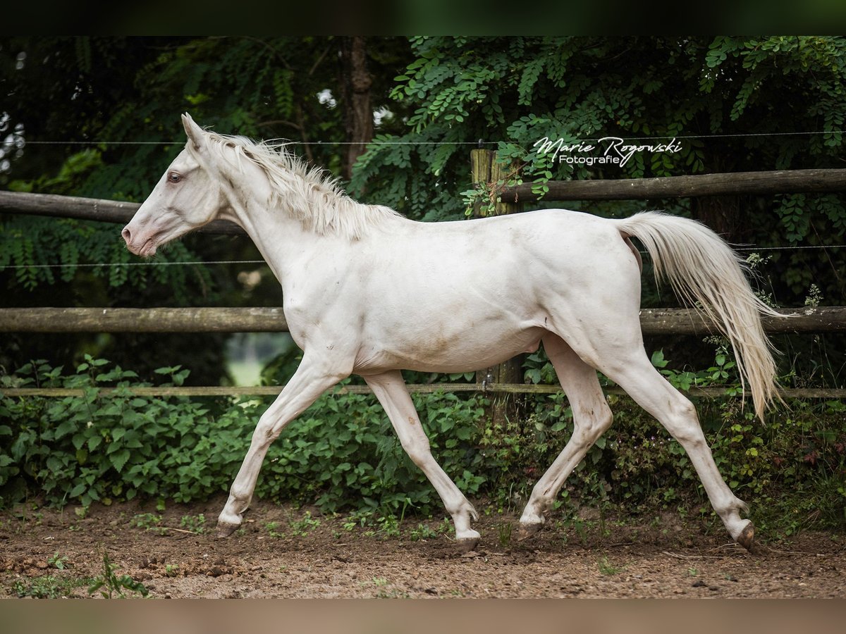 Zangersheider Stute 2 Jahre 165 cm Cremello in Beaumont pied-de-boeuf