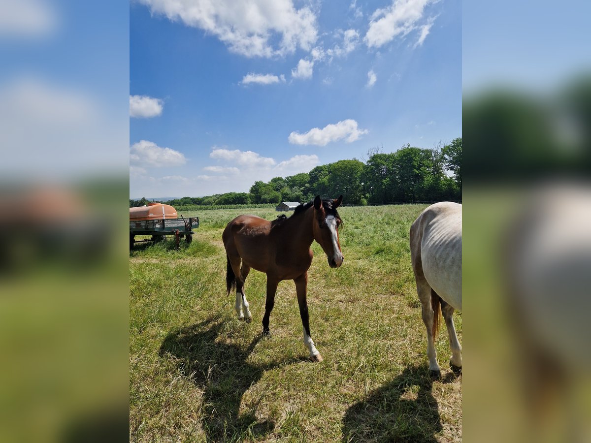 Zangersheider Stute 2 Jahre 167 cm Brauner in Wachtberg