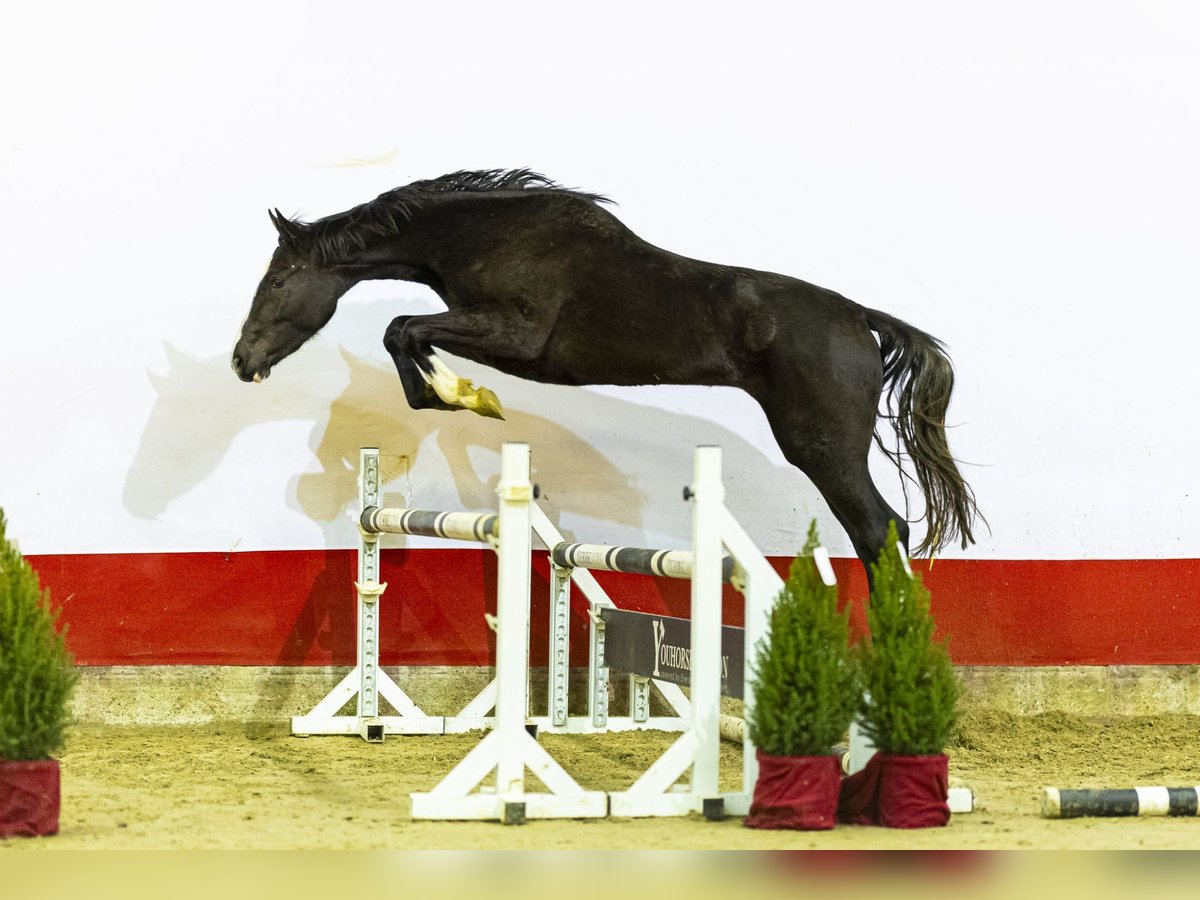 Zangersheider Stute 2 Jahre 167 cm Brauner in Waddinxveen