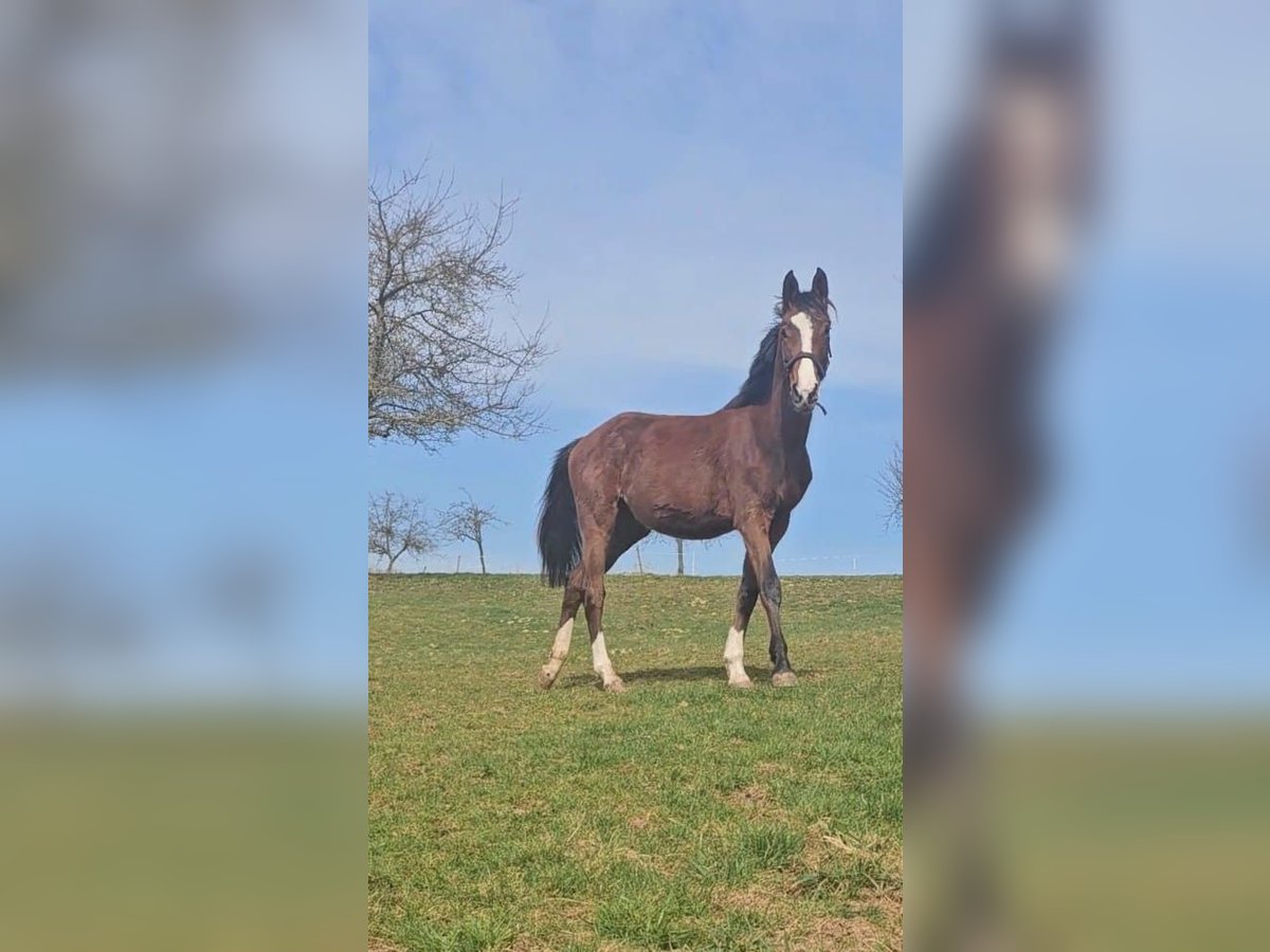 Zangersheider Stute 2 Jahre Brauner in Reichelsheim