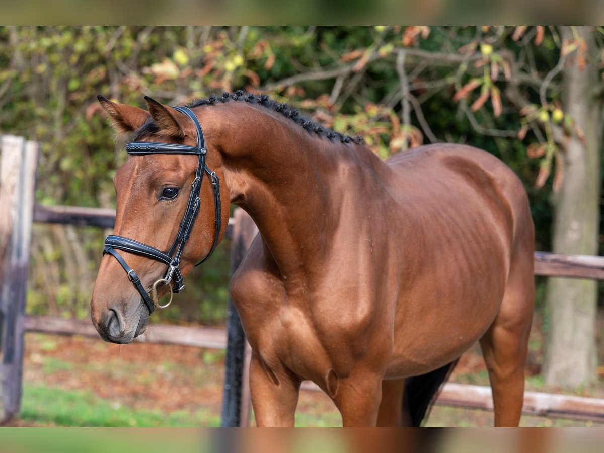 Zangersheider Stute 3 Jahre 161 cm Brauner in GROTE-BROGEL