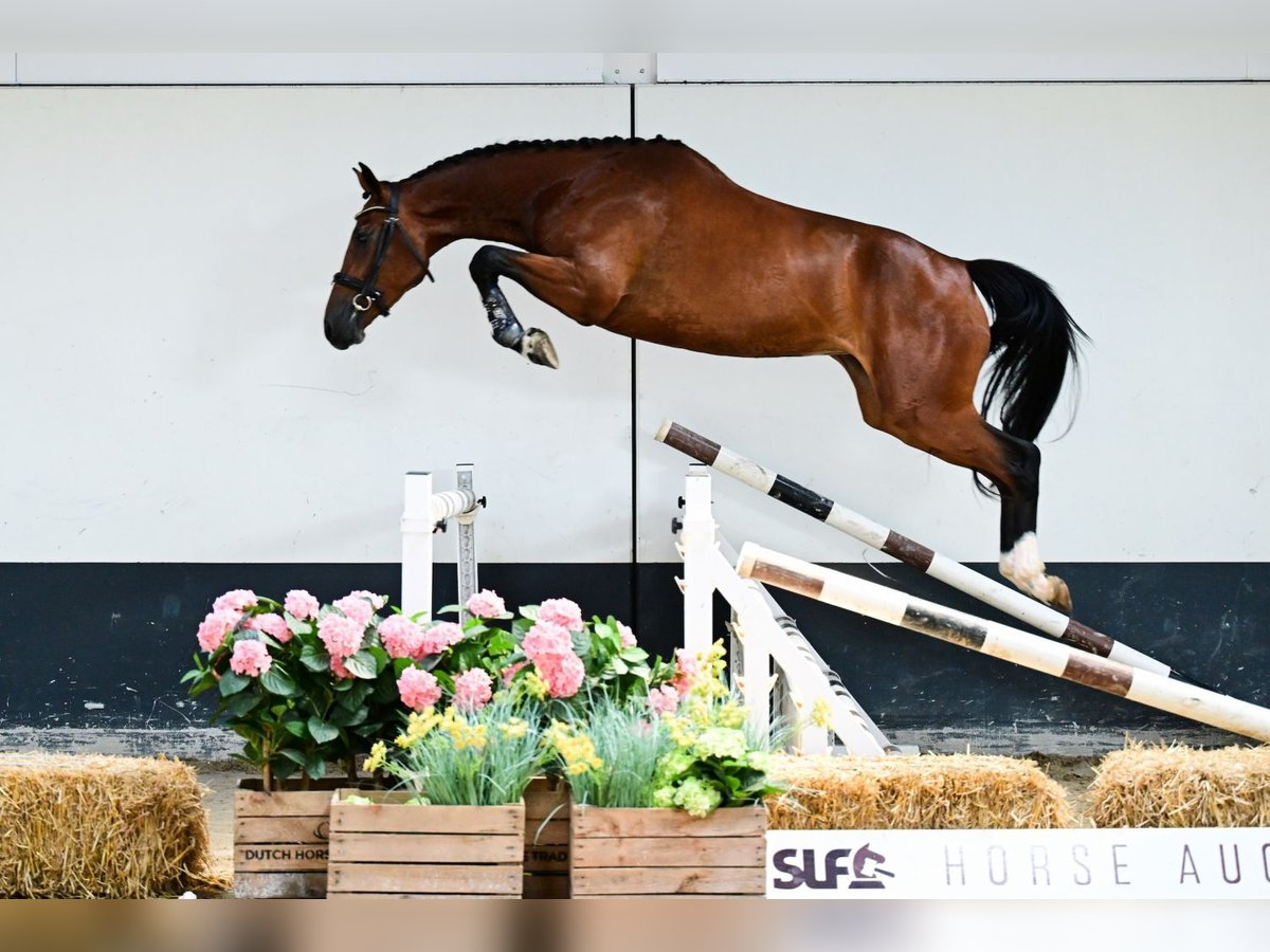 Zangersheider Stute 3 Jahre 162 cm Brauner in Bladel