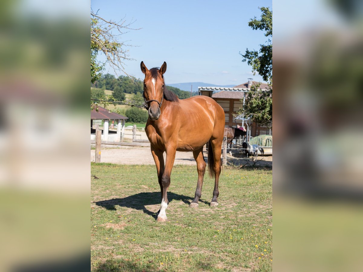 Zangersheider Stute 3 Jahre 165 cm Brauner in K&#xF6;chling