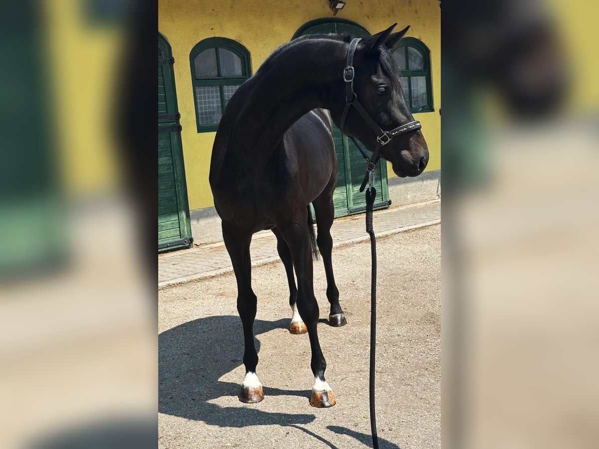 Zangersheider Stute 3 Jahre 167 cm Dunkelbrauner in Murska Soboda
