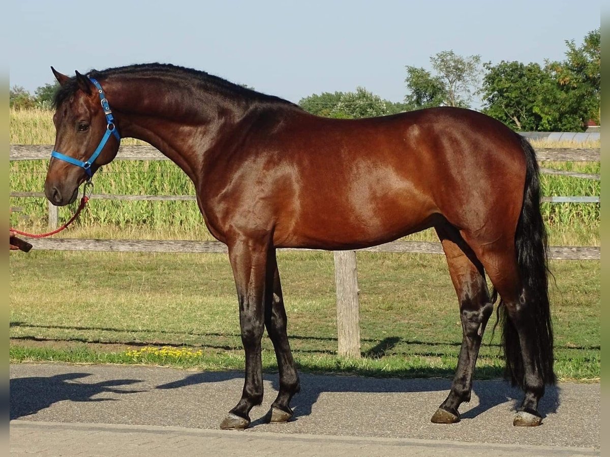 Zangersheider Stute 3 Jahre 170 cm Brauner in Murska Soboda Zangersheider Stute 3 Jahre 170 cm Brauner in Murska Soboda