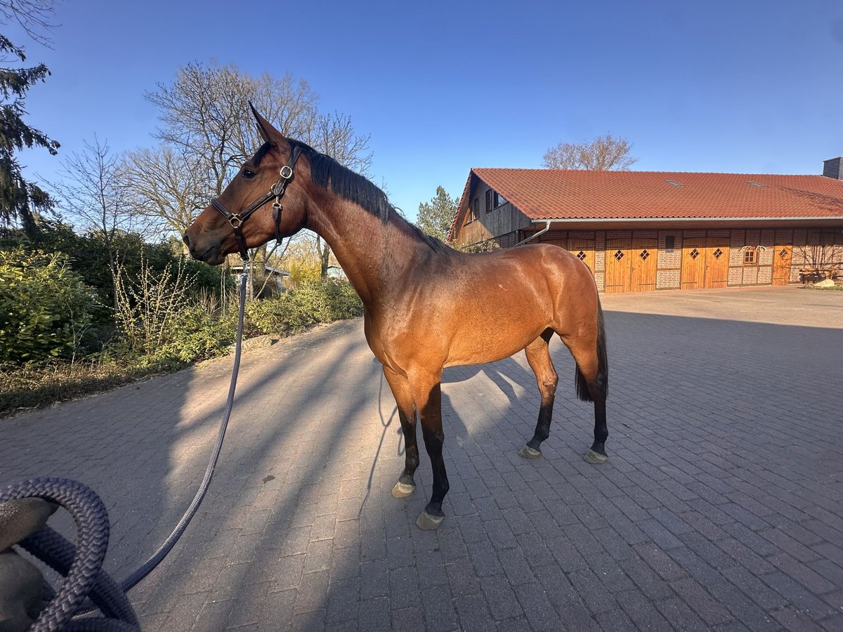 Zangersheider Stute 3 Jahre 172 cm Brauner in Schwarmstedt