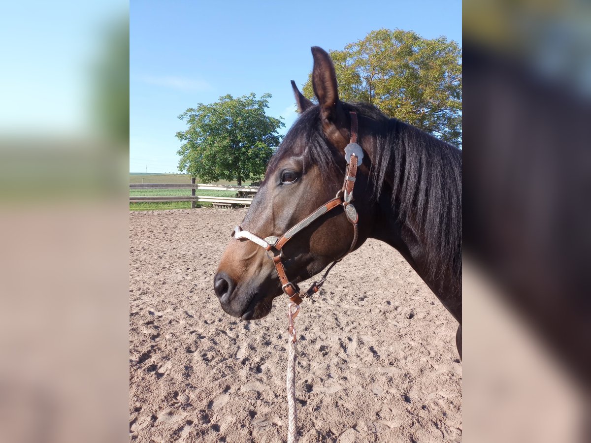Zangersheider Stute 4 Jahre 160 cm Brauner in Lindenfels