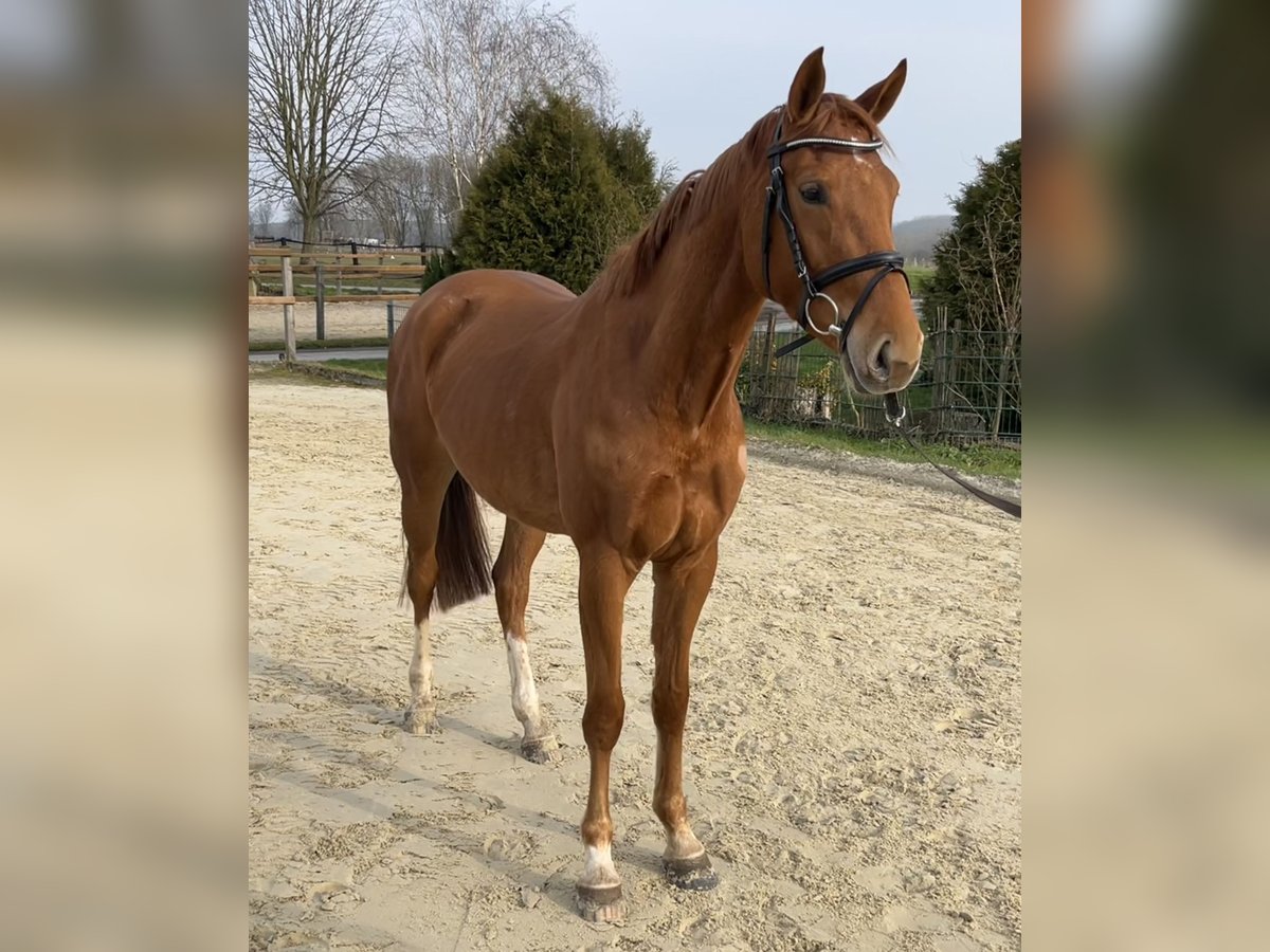 Zangersheider Stute 4 Jahre 160 cm Fuchs in Werl