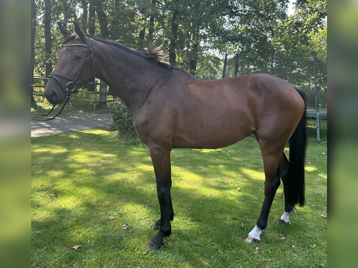 Zangersheider Stute 4 Jahre 162 cm Brauner in Gro&#xDF;enkneten