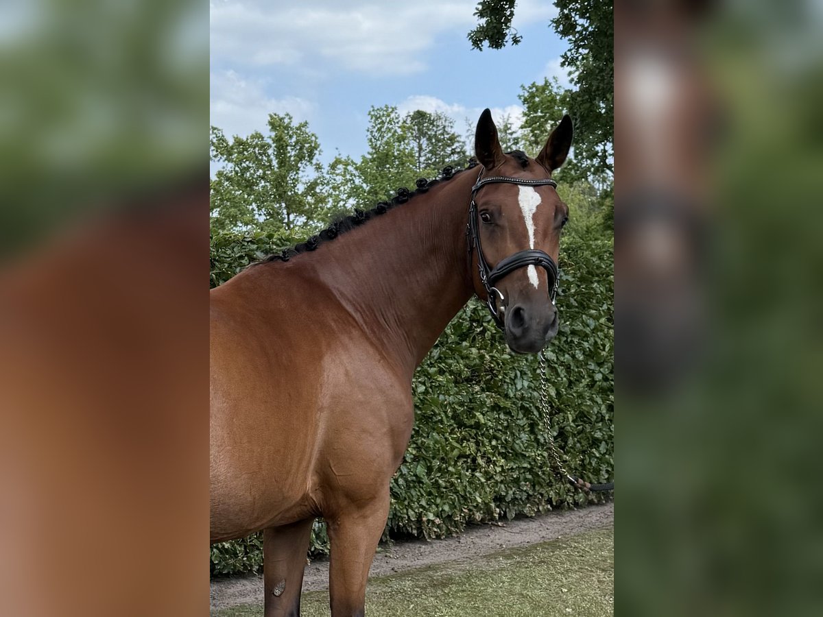 Zangersheider Stute 4 Jahre 163 cm Brauner in Ulvenhout