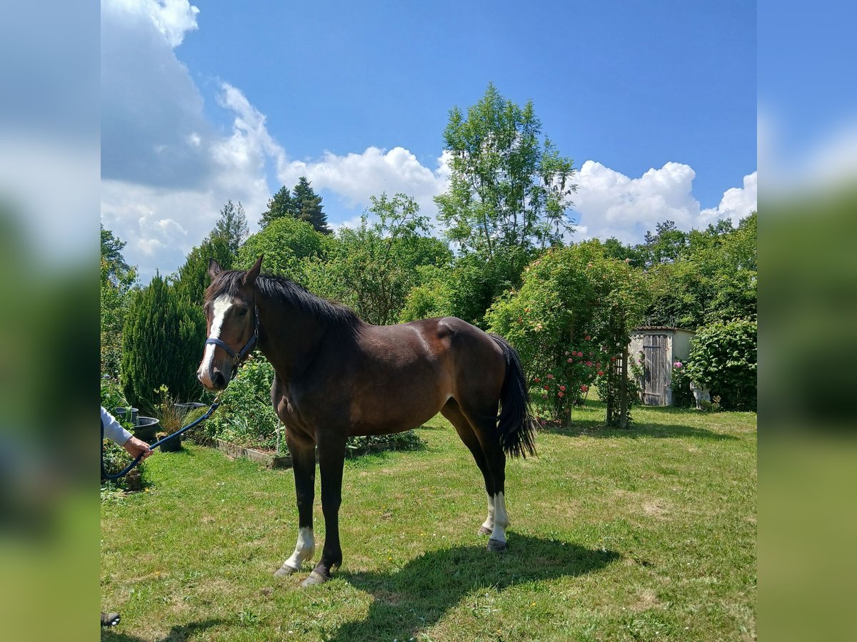 Zangersheider Stute 4 Jahre 165 cm Dunkelbrauner in Le Pin-au-Haras