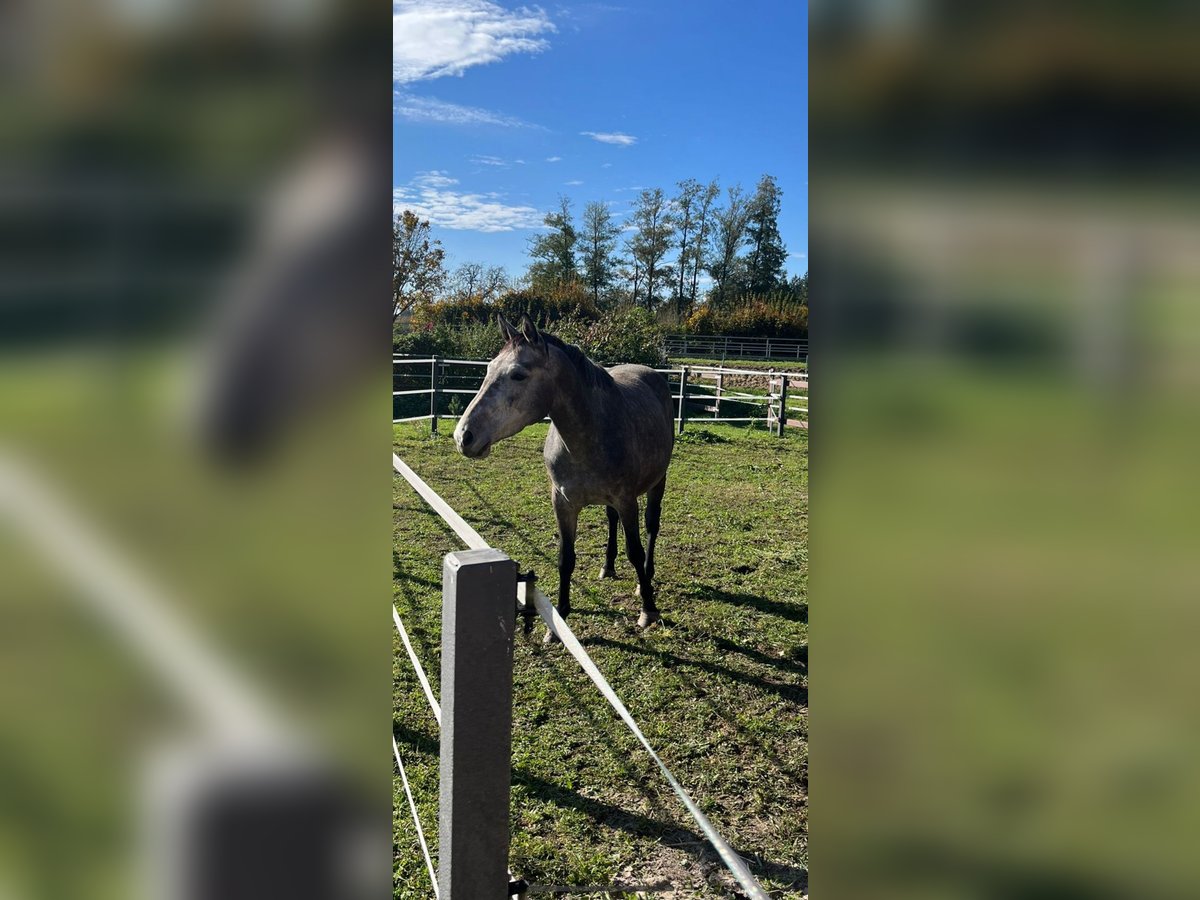 Zangersheider Stute 4 Jahre 165 cm Schimmel in Barsinghausen