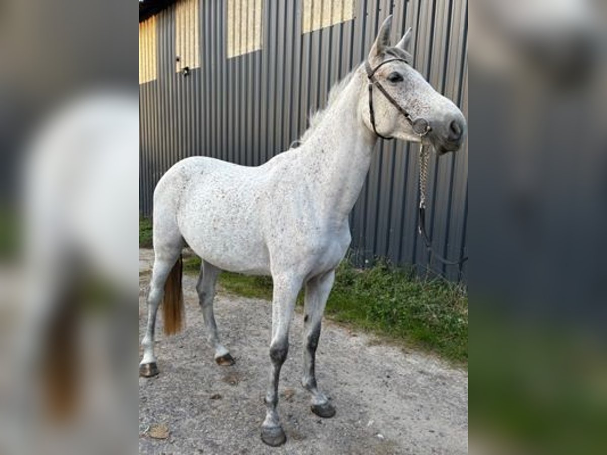 Zangersheider Stute 4 Jahre 166 cm Schimmel in GROTE-BROGEL