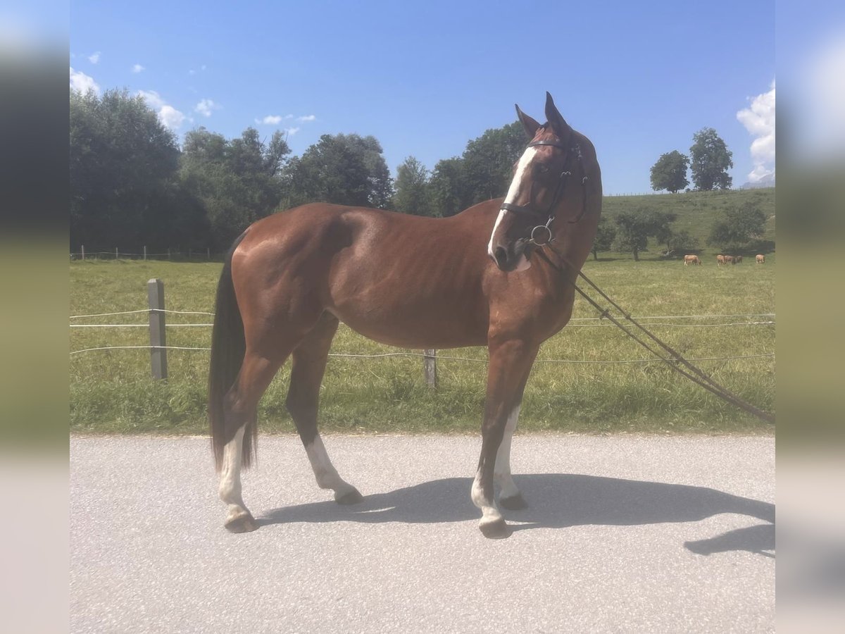 Zangersheider Stute 4 Jahre 167 cm Brauner in Pruggern