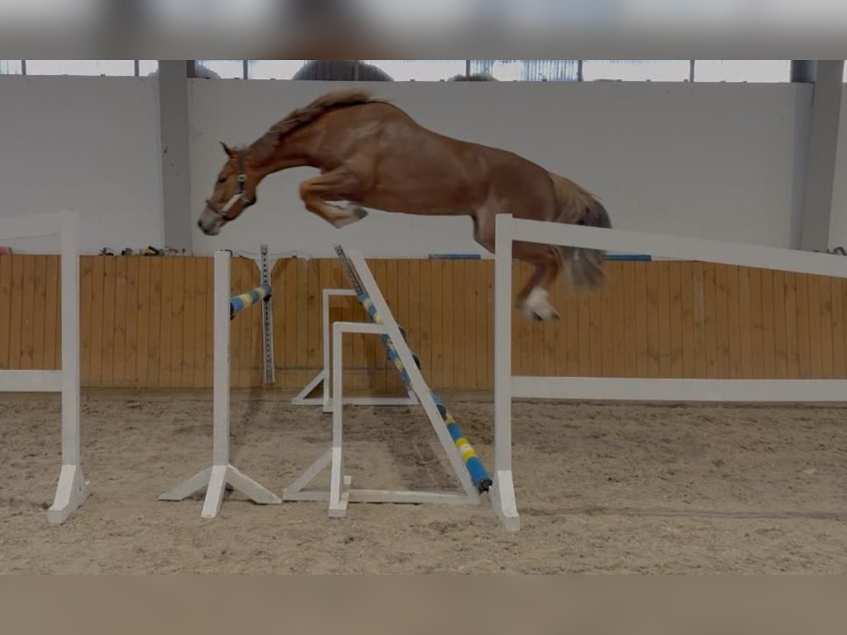 Zangersheider Stute 4 Jahre 167 cm Fuchs in GŁUBCZYN