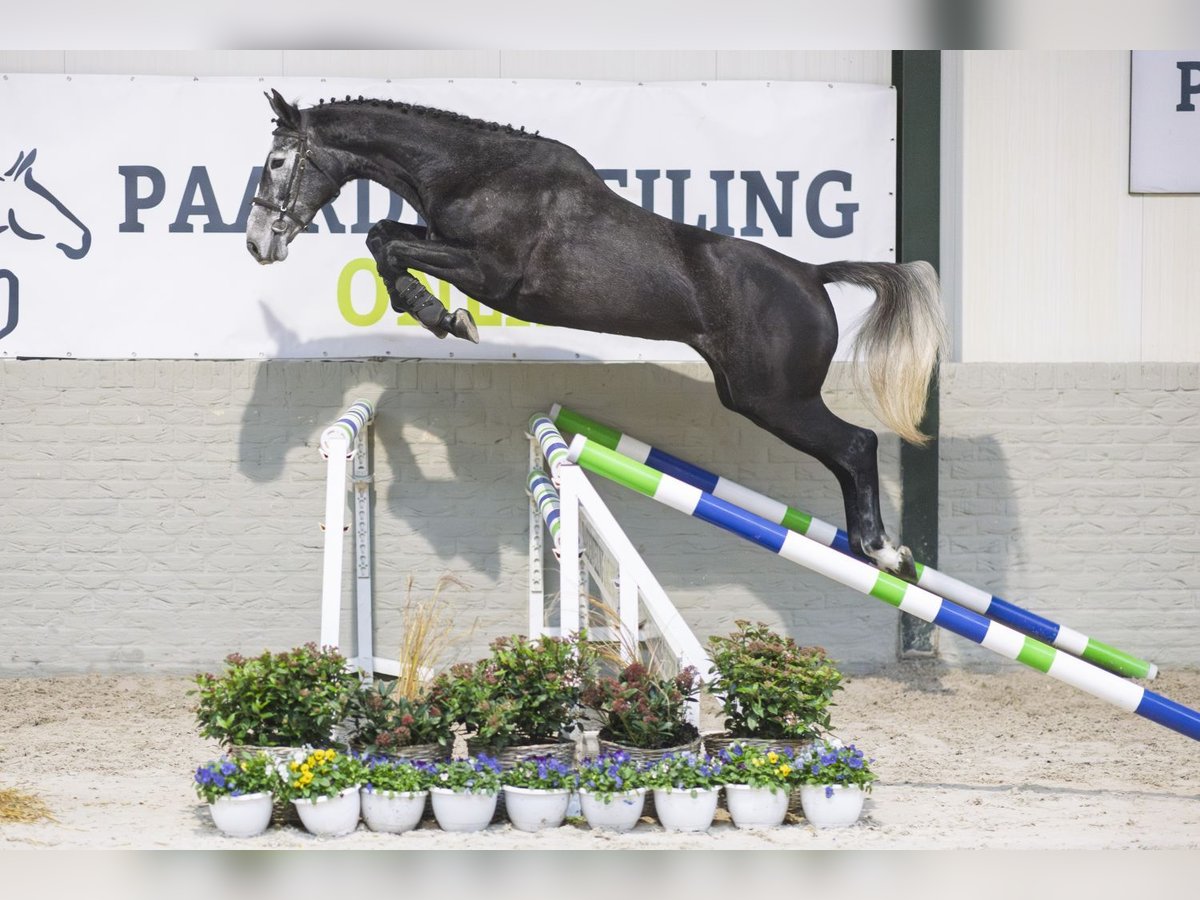 Zangersheider Stute 4 Jahre 167 cm Schimmel in Heerde