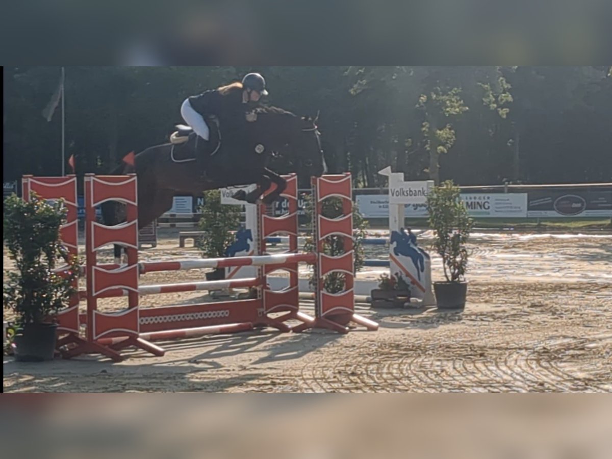 Zangersheider Stute 4 Jahre 168 cm Brauner in Borken