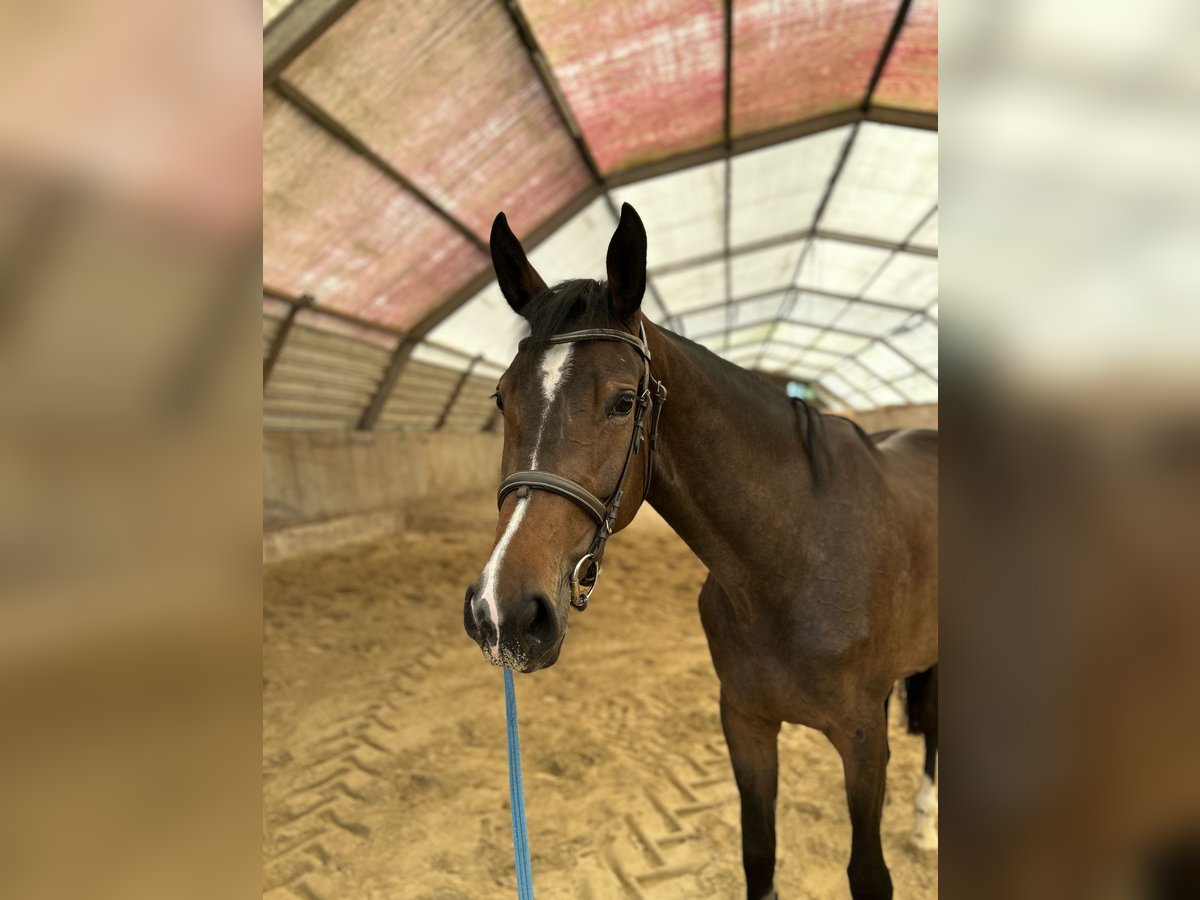 Zangersheider Stute 4 Jahre 170 cm Dunkelbrauner in Titz