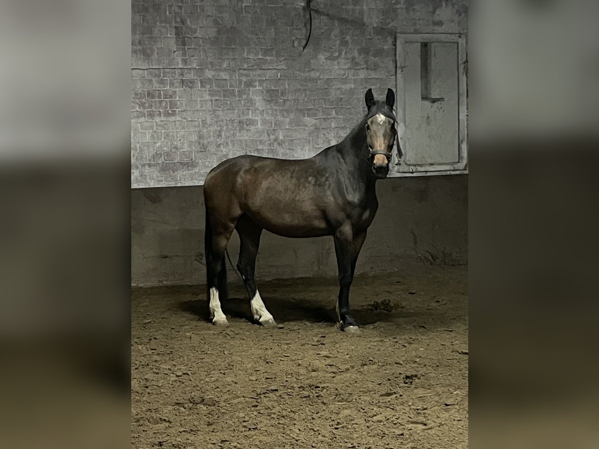 Zangersheider Stute 4 Jahre 172 cm Brauner in Ratingen